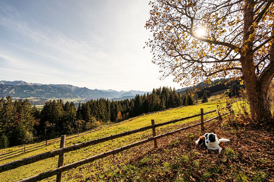 Urlaub mit Hund im Kinderhotel Allgäuer Berghof