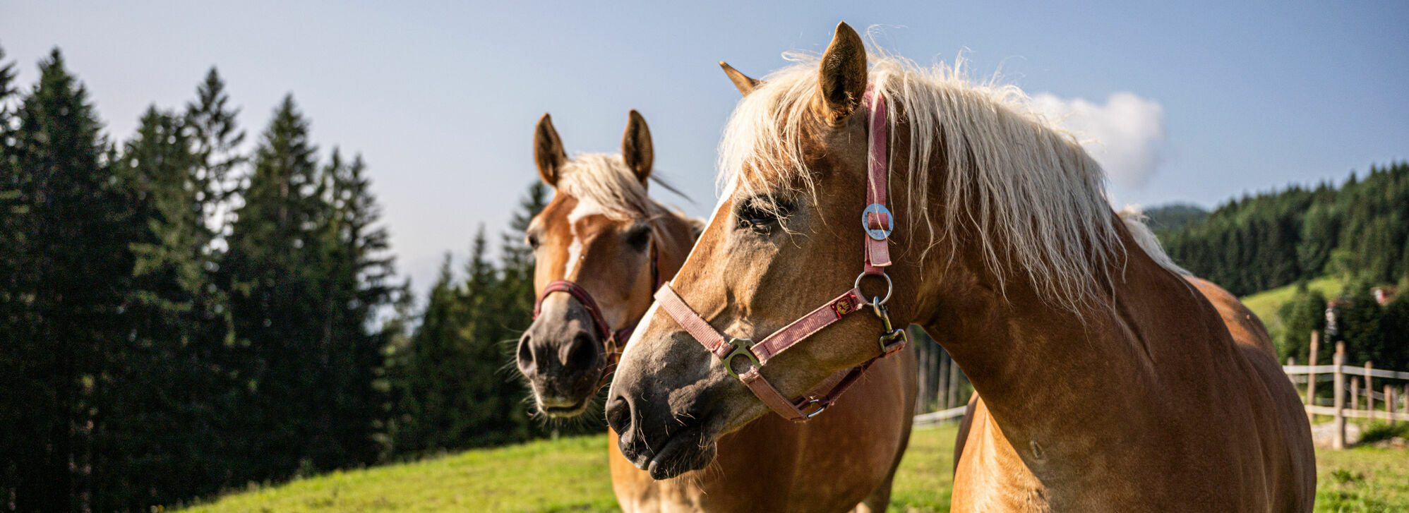 Reitmöglichkeiten im Allgäu im Kinderhotel Allgäuer Berghof