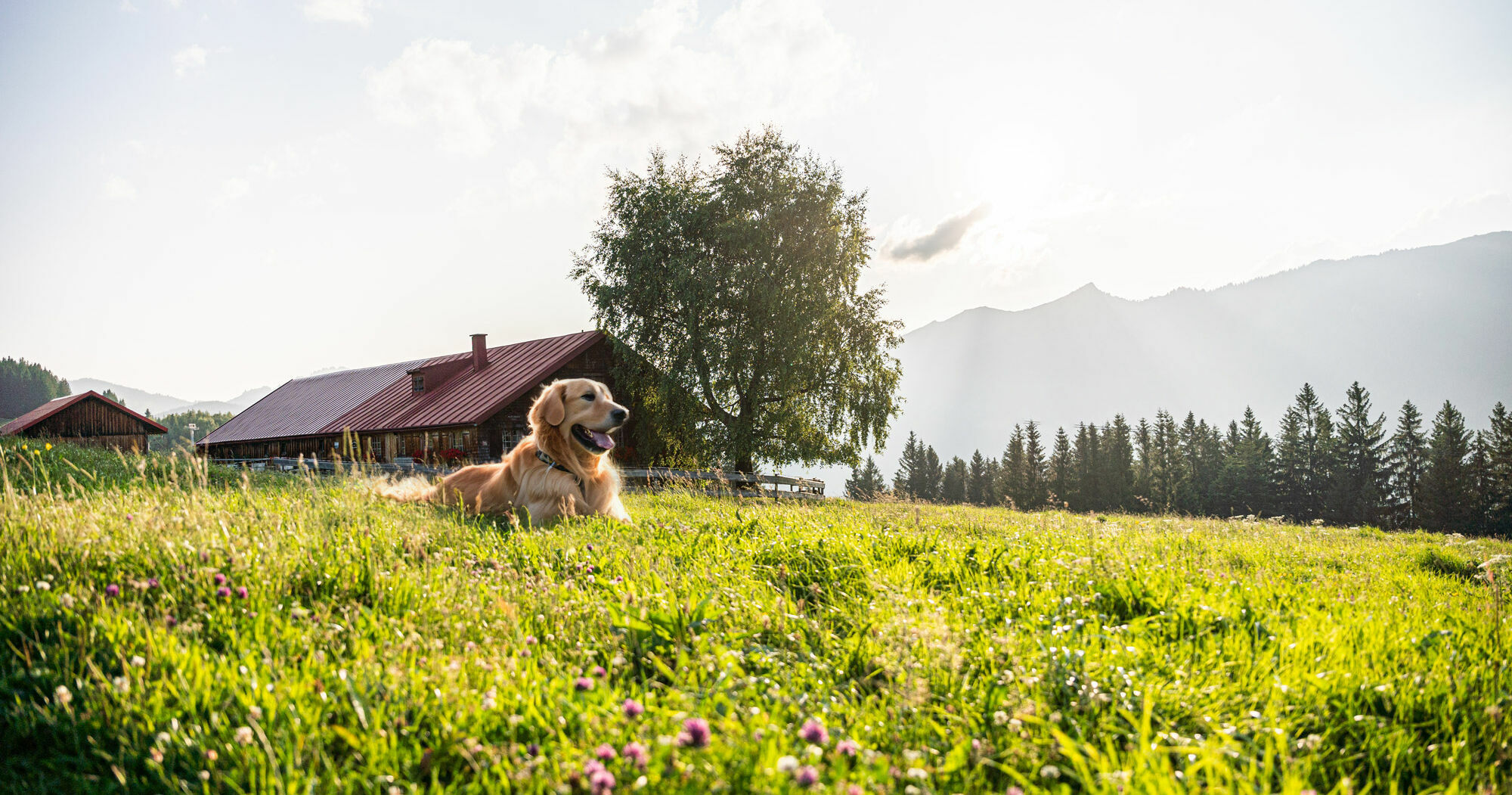 Ferien Mit Hund Im Allgau
