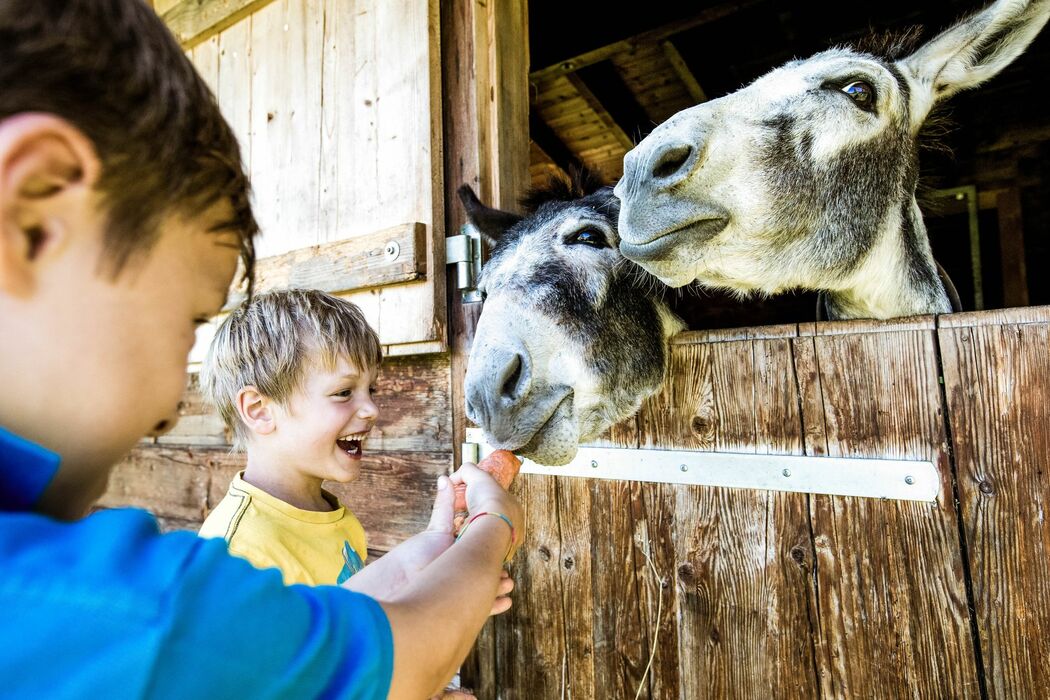 Streichelzoo im Kinderhotel Allgäuer Berghof