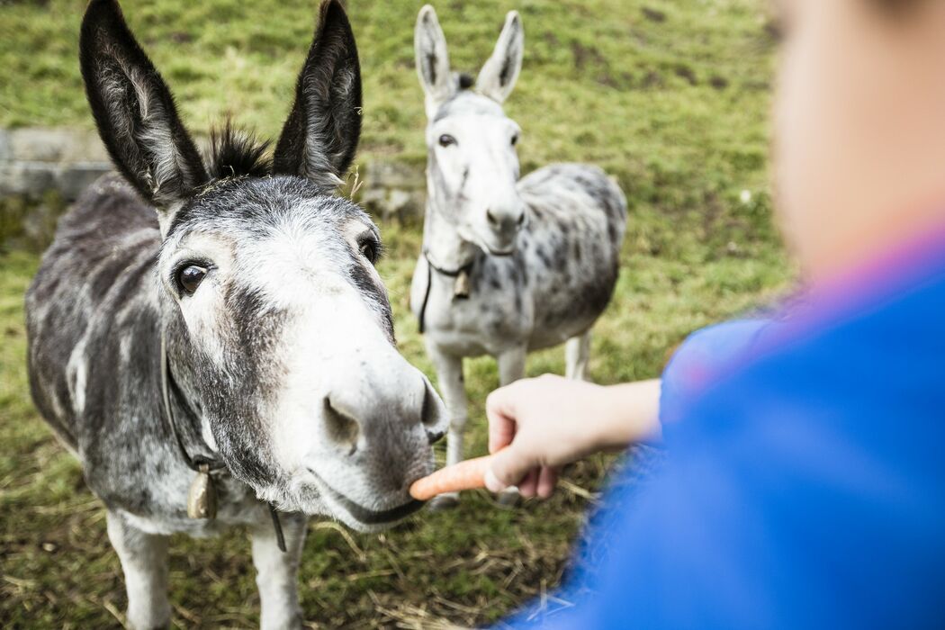 Bauernhof mit Esel im Kinderhotel Allgäuer Berghof