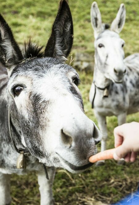 Bauernhof mit Esel im Kinderhotel Allgäuer Berghof