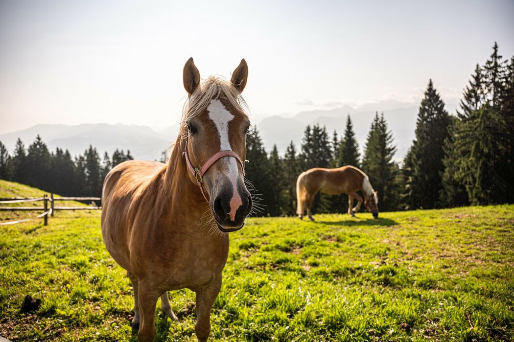 Reitabenteuer erleben auf dem Kinderhotel Allgäuer Berghof